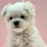 マルチーズ【東京都・男の子・2025年9月26日・ホワイト】の写真4「アップでどーぞ。」