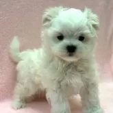 マルチーズ【東京都・男の子・2025年9月26日・ホワイト】の写真5「正面から。」