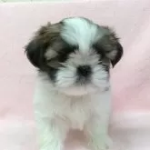 シーズー【東京都・女の子・2024年12月10日・ホワイト&ゴールド】の写真5「ステイ出来ます。」