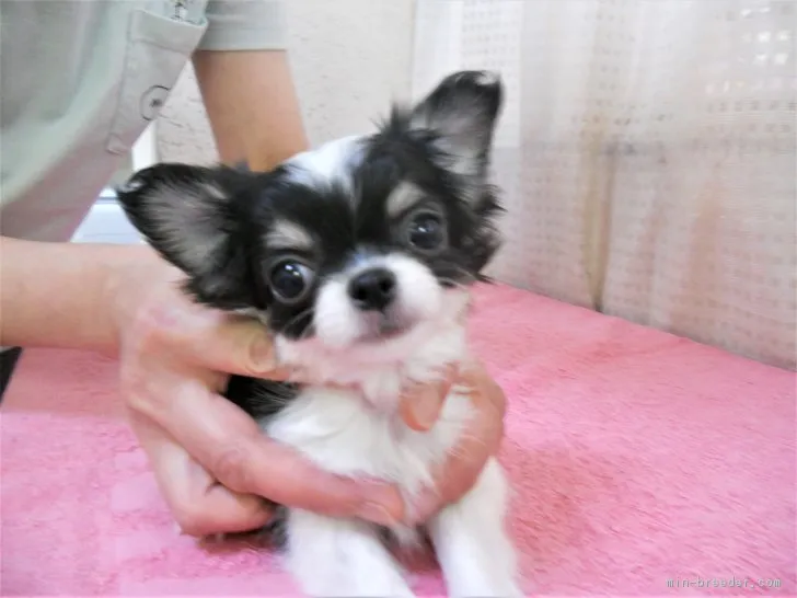 ID：1804-02048の子犬