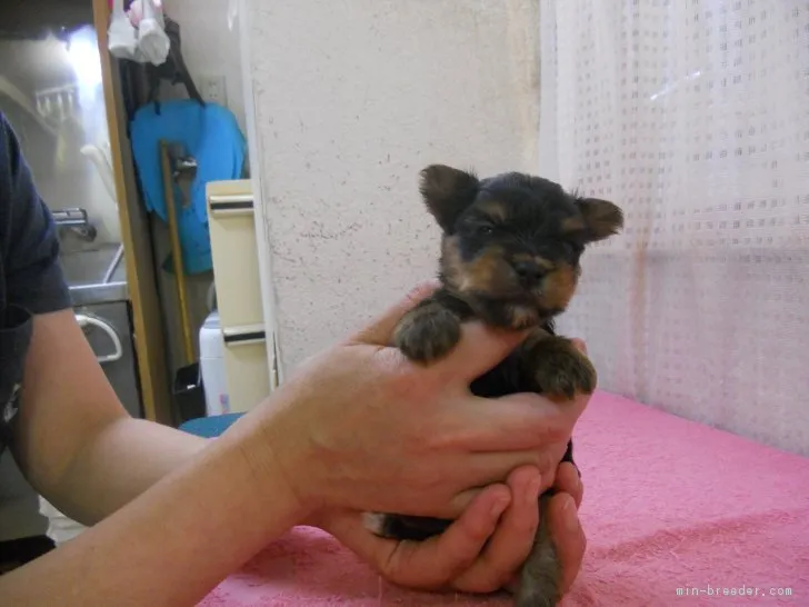 ID:1808-01652の子犬