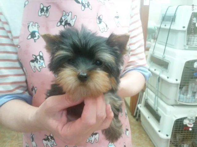 ID:1706-02066の子犬
