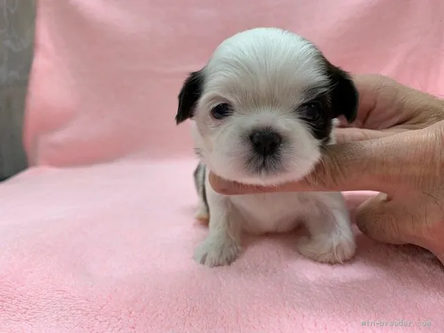 ID：2009-02801の子犬
