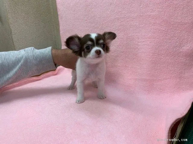 ID:2003-01863の子犬
