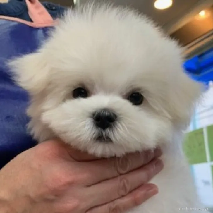 ID：2310-00589の子犬