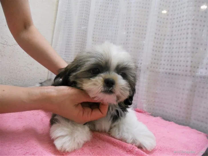 ID：1805-02065の子犬