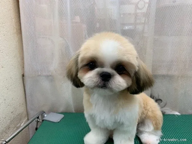 ID：2110-02003の子犬