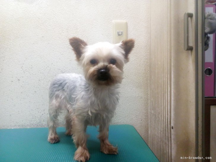 ヨークシャーテリア【・女の子・2019年7月8日・スティールブルー&amp;タン】「心優しいお母さんです。」