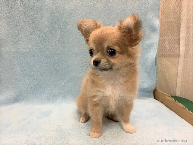 ID：2112-02195の子犬