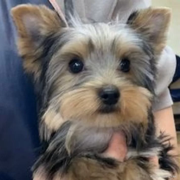 ID:2312-00778の子犬