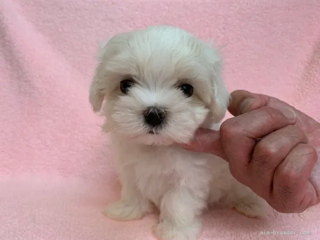 ID：2107-01719の子犬