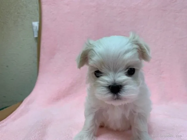 ID：2110-02221の子犬