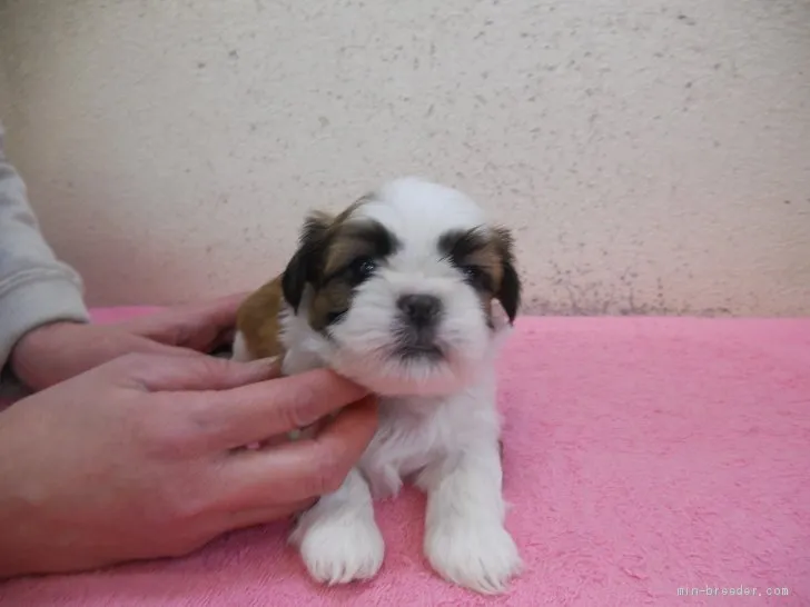 ID：1904-02079の子犬