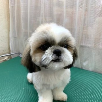 シーズー【東京都・女の子・2023年8月21日・ホワイト&ゴールド】の写真「遅ればせながらのデビューです！」