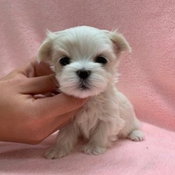 マルチーズ【東京都・男の子・2022年11月21日・ホワイト】の写真「正統派のマルチーズ君だよ！」