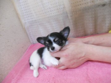 チワワ(ロング)【東京都・男の子・2018年9月26日・ホワイト&ブラックタン】の写真「まん丸なお顔のイケメンです！」