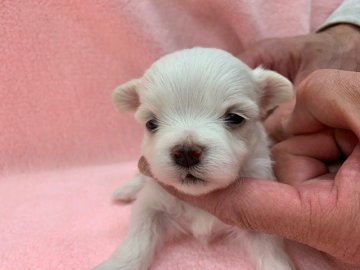 マルチーズ【東京都・男の子・2020年12月5日・ホワイト】の写真「超絶可愛い男の子だよ！」