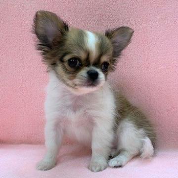 チワワ(ロング)【東京都・男の子・2022年9月20日・レッド&ホワイト】の写真「超絶可愛い【松ぼっくり君】です！」