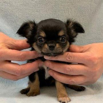 チワワ(ロング)【東京都・男の子・2022年9月20日・ブラックタン&ホワイト】の写真「容姿、性格ともに文句なしです！」