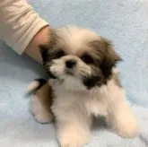 シーズー【東京都・男の子・2023年3月19日・ホワイト&ゴールド】の写真3「おチビだけど、目力あるよ!」