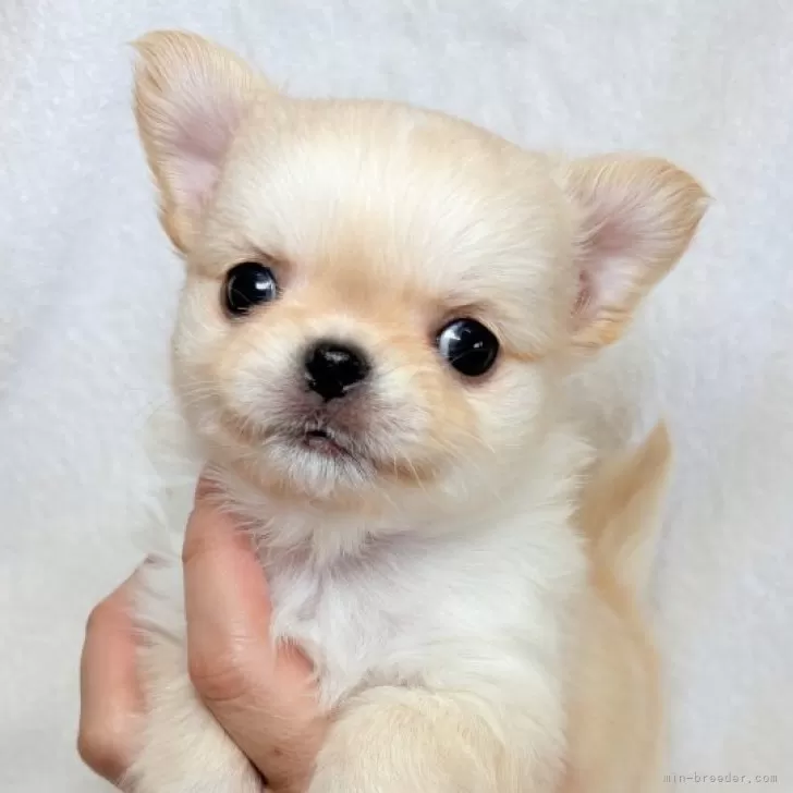 チワワ(ロング)【東京都・女の子・2026年1月29日・クリーム】の写真1「短めの足とマズルでコロコロのフォルム✨」