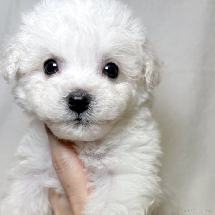 ブリーダー画像