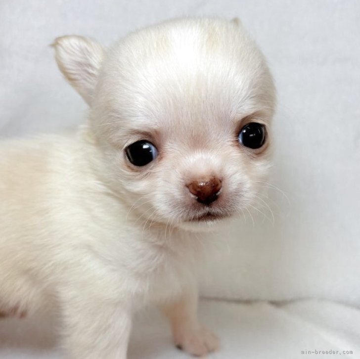 ブリーダー画像