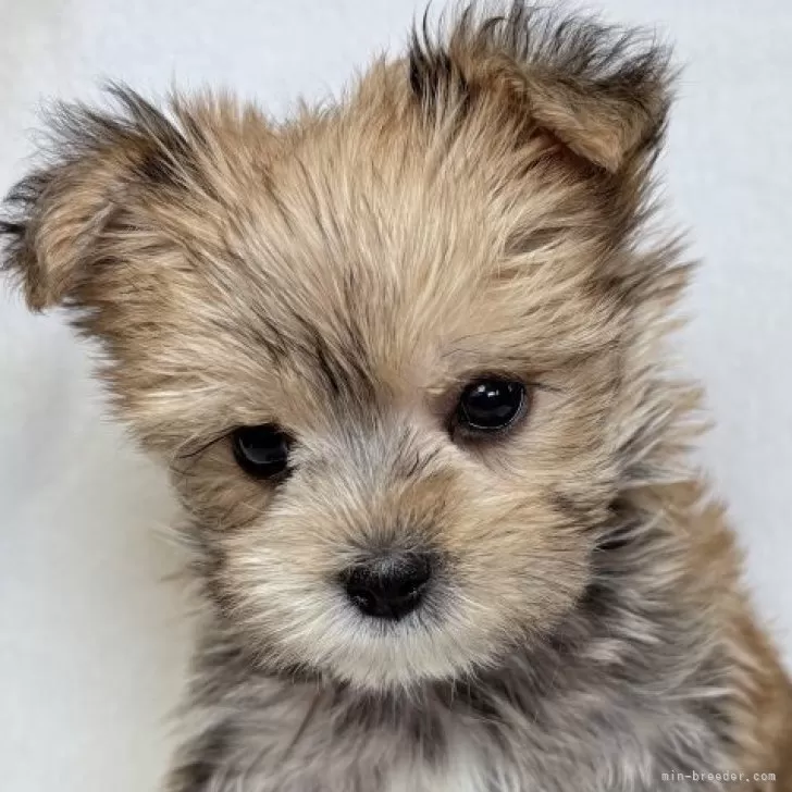 ID：2510-06732の子犬