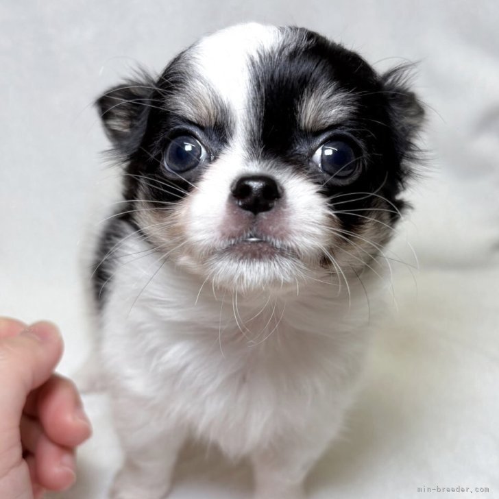 ブリーダー画像