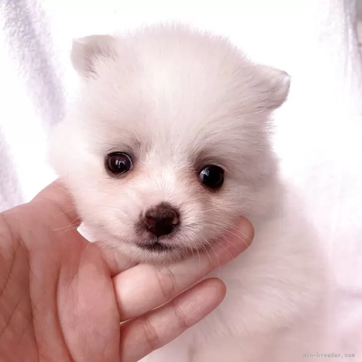 ID:2505-05110の子犬