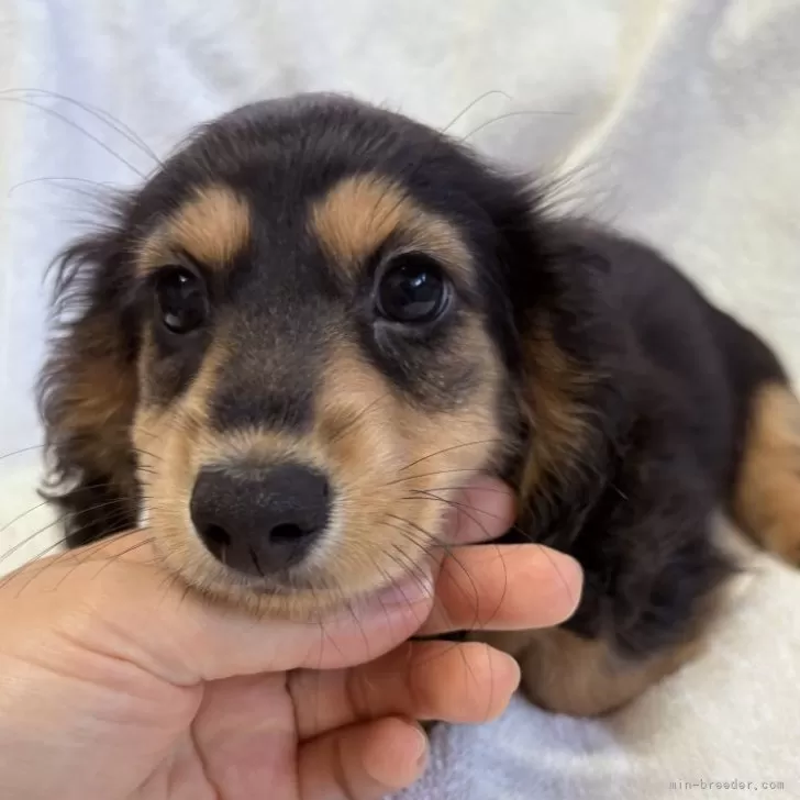 ID:2507-06291の子犬