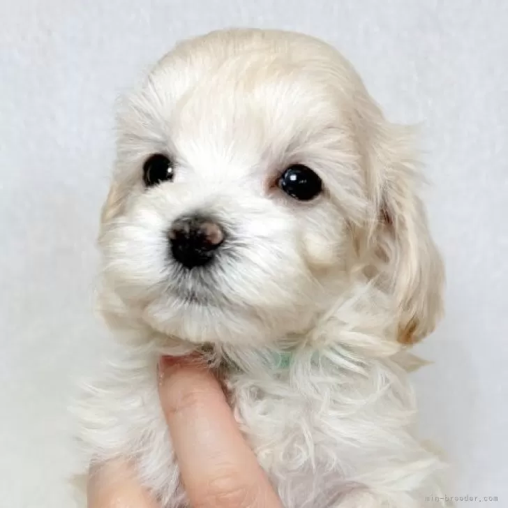 マルプー(トイプードル×マルチーズ)【東京都・女の子・2025年11月5日・クリーム】の写真1「キュートな小ぶりの女の子✨」