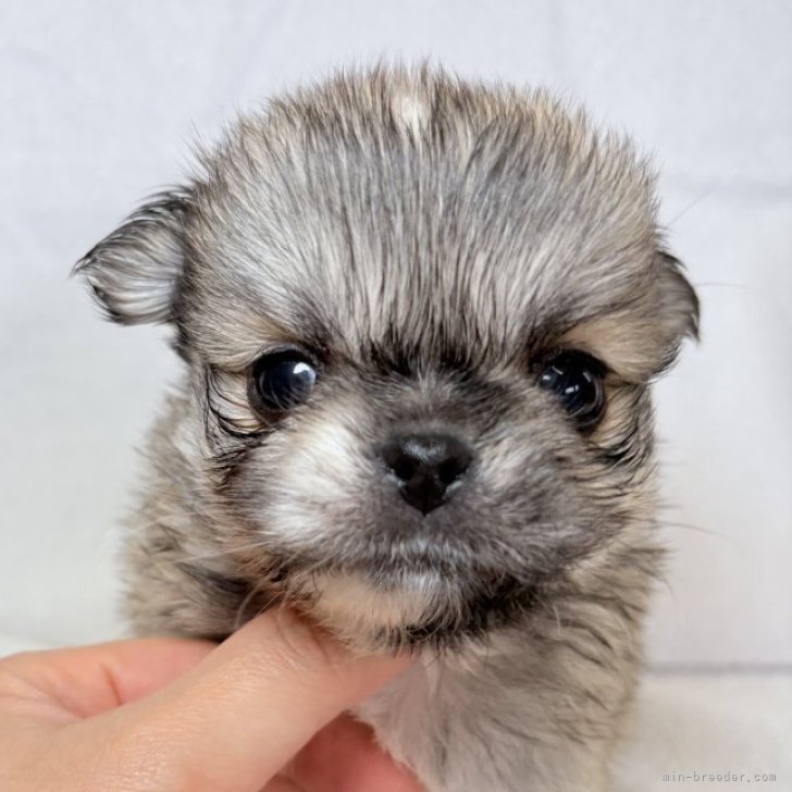 ブリーダー画像