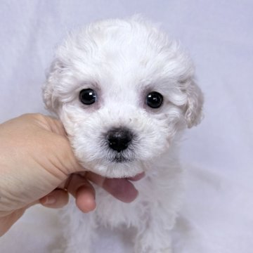 ビションフリーゼ【東京都・女の子・2025年9月21日・ホワイト】の写真「骨量しっかりとした女の子✨」