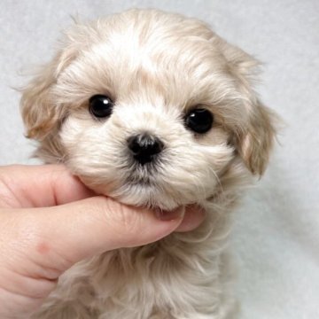マルプー(トイプードル×マルチーズ)【東京都・女の子・2025年9月6日・クリーム】の写真「お値下げ中⭕️ご見学予約先着順のご案内となります✨」
