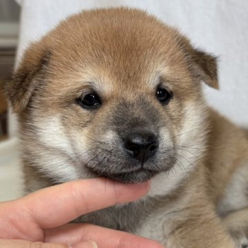 柴犬(標準サイズ)【東京都・男の子・2025年10月5日・赤】の写真「しっかりしたボディ、ひとりっ子の男の子✨」