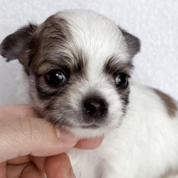 チワワ(ロング)【東京都・男の子・2025年9月6日・パーティ】の写真「クリクリの瞳✨綺麗なカラーです🐶」