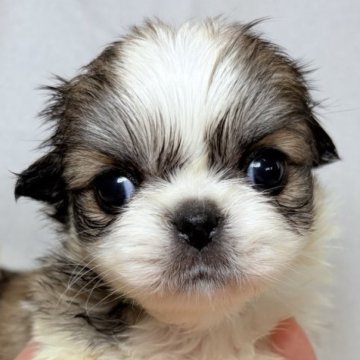 ペキチワ(チワワ×ペキニーズ)【東京都・女の子・2025年9月29日・レッドアンドホワイト】の写真「コロンとした丸みあるフォルム✨」