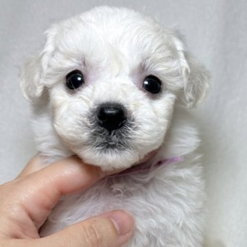 ビションフリーゼ【東京都・女の子・2025年9月21日・ホワイト】の写真「社交的で甘えん坊な犬種です✨」