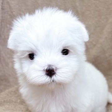 マルチーズ【東京都・女の子・2025年8月17日・ホワイト】の写真「１０／３１までセール開催🐶」
