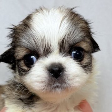 ペキチワ(チワワ×ペキニーズ)【東京都・女の子・2025年9月29日・レッドアンドホワイト】の写真「コロンとした丸みあるフォルム✨」