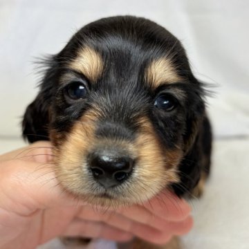 ミニチュアダックスフンド(ロング)【東京都・男の子・2025年10月13日・ブラックアンドタン】の写真「優しいお顔立ちの男の子✨」