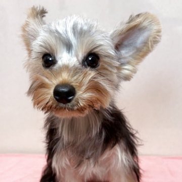 ヨークシャーテリア【東京都・女の子・2025年4月7日・スチールブルーアンドタン】の写真「元気に遊び、基本静かでお手入れ中も待ってる良い子✨」