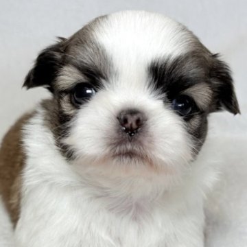 ミックス(チワワ×シーズー)【東京都・男の子・2025年11月13日・ホワイトアンドレッド】の写真「クリクリの瞳とふっくら口元✨」