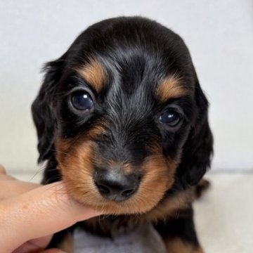 ミニチュアダックスフンド(ロング)【東京都・男の子・2025年10月13日・ブラックアンドタン】の写真「シュッとしたお顔立ちの可愛らしい男の子✨」