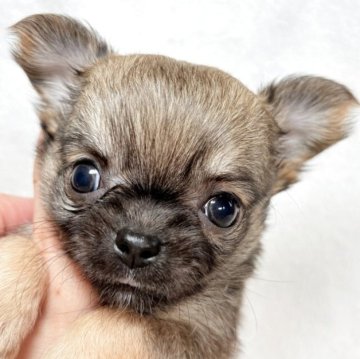 チワワ(ロング)【東京都・女の子・2025年10月25日・フォーン&ホワイト】の写真「小ぶりな三兄妹✨」