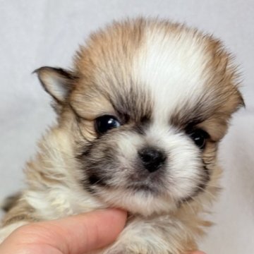 ペキチワ(チワワ×ペキニーズ)【東京都・男の子・2025年9月29日・レッドアンドホワイト】の写真「ふっくら口元に大きな瞳✨可愛らしい男の子✨」