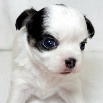 チワワ(ロング)【東京都・女の子・2025年11月12日・ホワイトアンドブラック】の写真「白色多めで可愛らしい女の子✨」