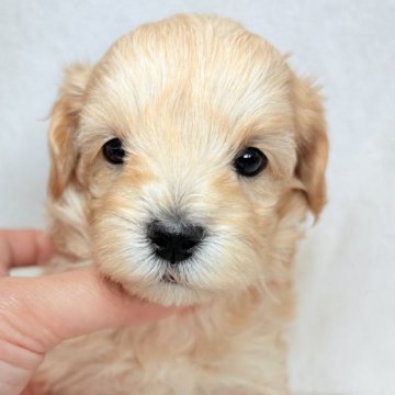 マルプー(トイプードル×マルチーズ)【東京都・女の子・2025年11月5日・アプリコット】の写真「綺麗な色味のアプリコットの女の子✨」