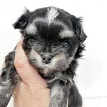 チワマル(チワワ×マルチーズ)【東京都・女の子・2025年11月18日・ブラックタン&ホワイト】の写真「ふわふわもちもちボディのチワマル兄妹✨」